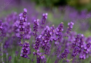 A close-up of the lavender flowers