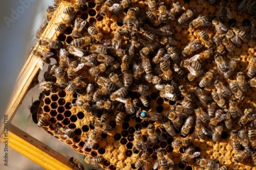ramka z miodem i pszczołami