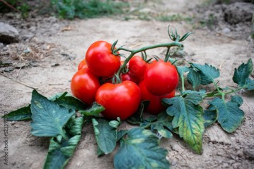 pomidor Solanum lycopersicum. hodowla. rolnictwo, kuchnia