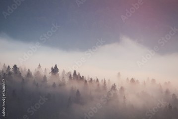 fog in the forest in the mountains