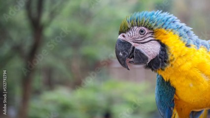 Kolorowa papuga ara na wolności