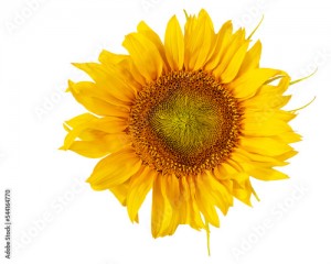 słonecznik png, kwiat na przezroczystym tle