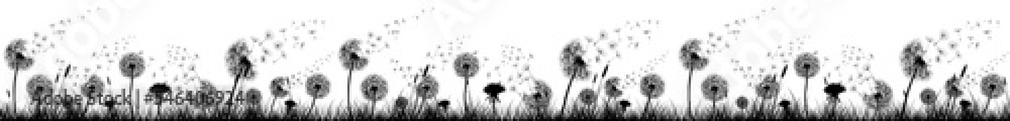 Dandelions, Flowers and Grass High Quality Kitchen Design - Silhouette / Shapes - Black and White Background