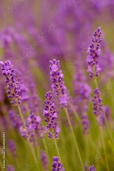 Close up of lavender and bee is flying around. High quality vertical foto