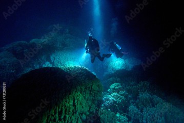 The beauty of the underwater world - a mysterious sight during a night dive with flashlights - scuba diving in the Red Sea, Egypt
