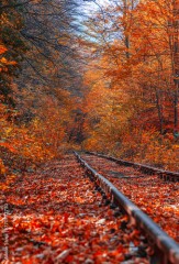 Vibrant Palette,Exploring the Autumnal Symphony of Nature's Canvas