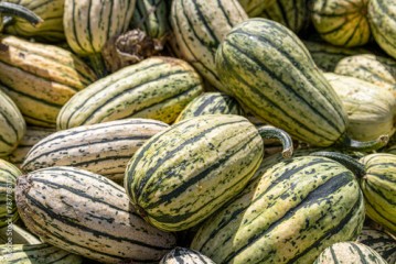 Many green and yellow striped pumpkins of different sizes. Background